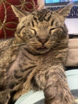 Domestic Short Hair Cats Available for Adoption - *JOHNNY | PetCurious