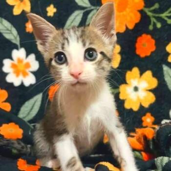 Lachlan* -  Domestic Short Hair Cat for Adoption in San Gabriel, California - Lachlan* | PetCurious