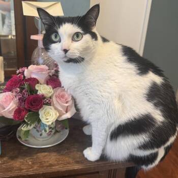Stevie -  Domestic Short Hair Cat for Adoption in Las Vegas, Nevada - Stevie | PetCurious