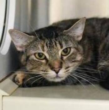 Domestic Short Hair Cats Available for Adoption in Reisterstown, Maryland - Anastasia | PetCurious