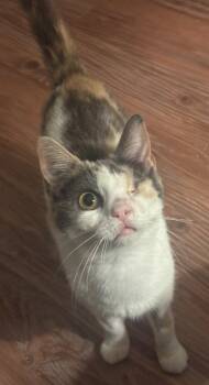 Joanna -  Calico and Domestic Short Hair Cat Available for Adoption in Garner, North Carolina - Joanna | PetCurious