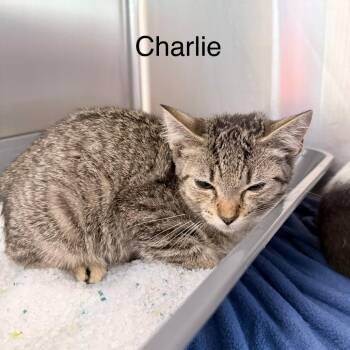 Charlie -  Domestic Short Hair Cat for Adoption in Knoxville, Tennessee - Charlie | PetCurious