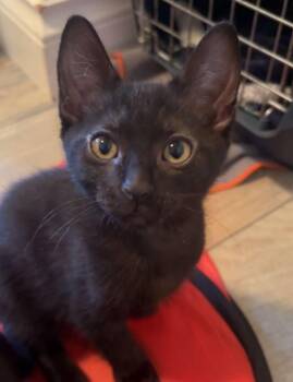 Dusty -  Domestic Short Hair Cat for Adoption in Courtenay, British Columbia - Dusty | PetCurious