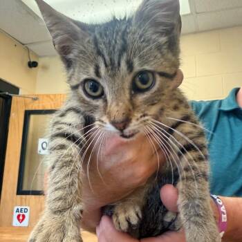 Karl -  Domestic Short Hair Cat for Adoption in Corinth, Mississippi - Karl | PetCurious