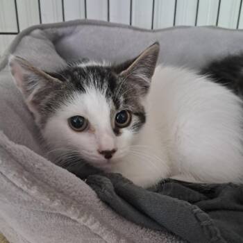 Matisse -  Domestic Medium Hair Cat for Adoption in Concord, New Hampshire - Matisse | PetCurious