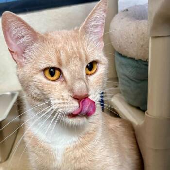 Domestic Short Hair Cats Available for Adoption in Riverside, California - Buri | PetCurious