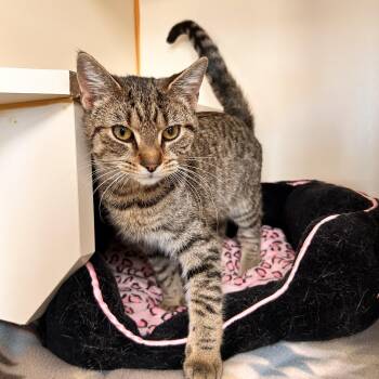 Rescue Domestic Short Hair Cats for Adoption in Myerstown, Pennsylvania - Clam | PetCurious