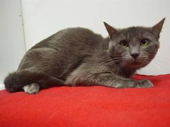 SAMPSON -  Domestic Short Hair Cat for Adoption in Sacramento, California - SAMPSON | PetCurious
