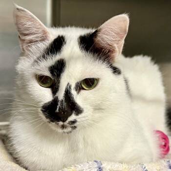 Domestic Short Hair Cats Available for Adoption in Exeter, Rhode Island - Twinnie | PetCurious