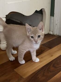 Rescue American Shorthair Cats for Adoption in Tampa, Florida - Cornelius | PetCurious