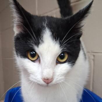 Domestic Medium Hair Cats Available for Adoption - Paul | PetCurious