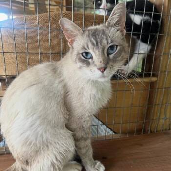 Sylvia -  Domestic Medium Hair Cat for Adoption in Parrish, Alabama - Sylvia | PetCurious