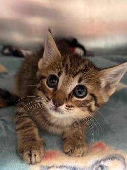 Caloosa -  Domestic Short Hair Cat for Adoption in Labelle, Florida - Caloosa | PetCurious