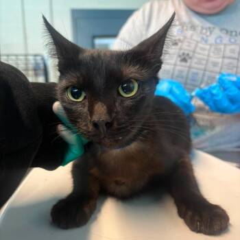 Cosmetologist -  Domestic Medium Hair Cat for Adoption in Huntington, West Virginia - Cosmetologist | PetCurious