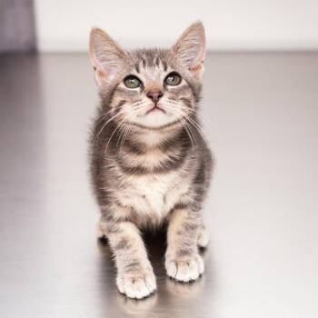 Nigel Uno -  Domestic Short Hair Cat for Adoption in Hattiesburg, Mississippi - Nigel Uno | PetCurious