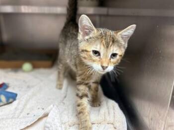 AMBER -  Domestic Short Hair Cat for Adoption in Fort Wayne, Indiana - AMBER | PetCurious