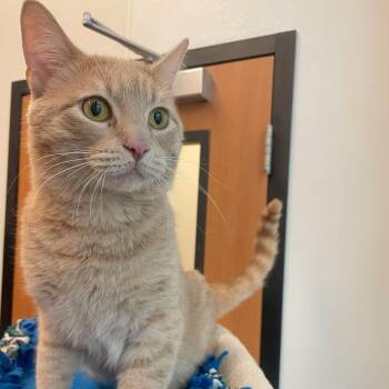 Domestic Short Hair Cats Available for Adoption - Watson | PetCurious