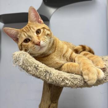 Domestic Short Hair Cats Available for Adoption - Yoplait | PetCurious