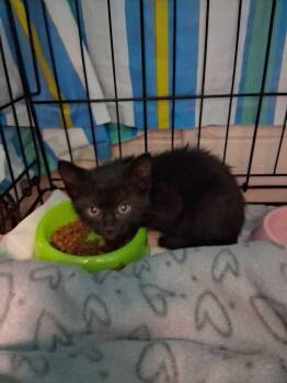 Fury -  Domestic Short Hair Cat for Adoption in Cincinnati, Ohio - Fury | PetCurious