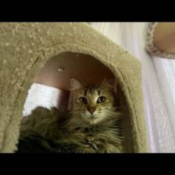 Domestic Long Hair Cats Available for Adoption - Mabel | PetCurious