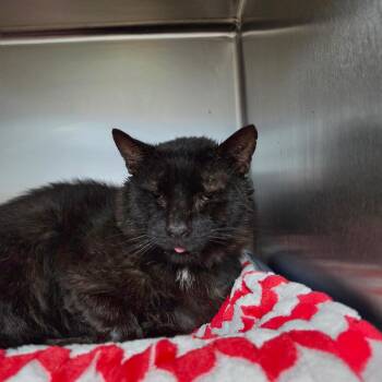 Bruiser -  Domestic Short Hair Cat for Adoption in Lakeland, Florida - Bruiser | PetCurious