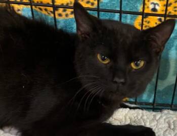 Domestic Short Hair Cats Available for Adoption in Elizabethton, Tennessee - MOON | PetCurious
