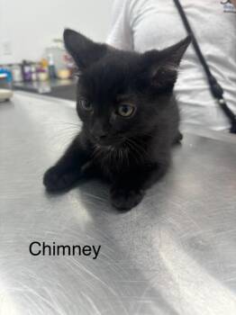 Chimney -  Domestic Short Hair Cat for Adoption in Cambridge, Maryland - Chimney | PetCurious