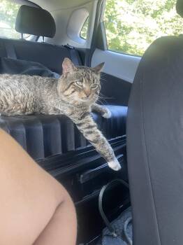 Ceaser -  Domestic Short Hair Cat for Adoption in Warrington, Pennsylvania - Ceaser | PetCurious