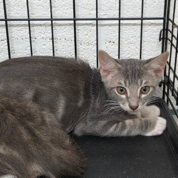 Billy -  Domestic Short Hair Cat for Adoption in Edinburg, Texas - Billy | PetCurious