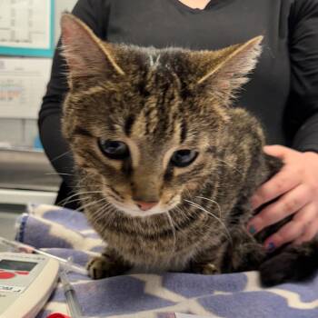 Domestic Short Hair Cats Available for Adoption in West Olive, Michigan - Kiki | PetCurious