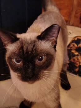 Sammy -  Applehead Siamese Cat for Adoption in Bertram, Texas - Sammy | PetCurious