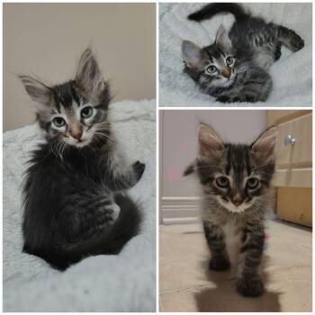 Rey fenix -  Domestic Medium Hair Cat for Adoption in Delson, Quebec - Rey Fenix | PetCurious