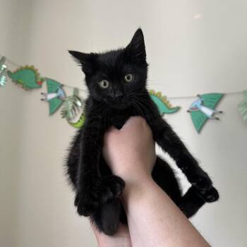 Domestic Short Hair Cats Available for Adoption in Spokane, Washington - Pippa | PetCurious