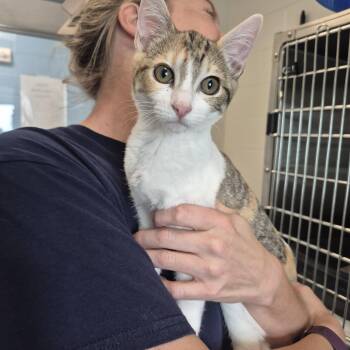 Cleo -  Domestic Short Hair Cat for Adoption in New Westminster, British Columbia - Cleo | PetCurious