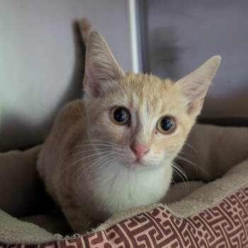 Moe -  Domestic Short Hair Cat for Adoption in Emporia, Kansas - Moe | PetCurious