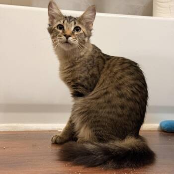 Teriyaki -  Tabby Cat for Adoption in Tampa, Florida - Teriyaki | PetCurious