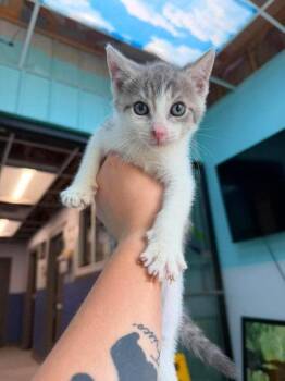 Banx -  Domestic Short Hair Cat for Adoption in Leitchfield, Kentucky - Banx | PetCurious