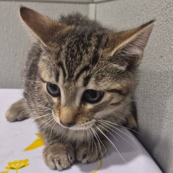 Rescue Domestic Short Hair Cats for Adoption in Tampa, Florida - Luna | PetCurious