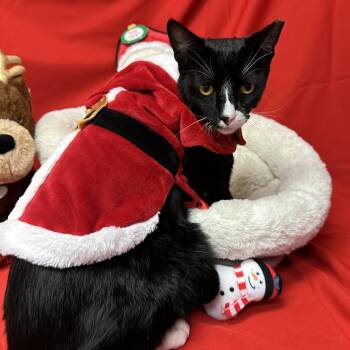 Rescue Tuxedo Cats for Adoption in Tracy, California - Gallant | PetCurious