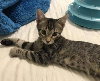 Lemon-Pepper -  Tabby and Domestic Short Hair Cat for Adoption in Plano, Texas - Lemon-Pepper | PetCurious