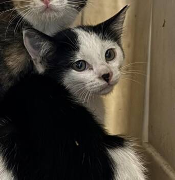 Moo Moo -  Domestic Short Hair Cat for Adoption in Des Moines, Iowa - Moo Moo | PetCurious