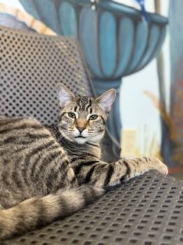 Rescue Domestic Short Hair Cats for Adoption in Harbor Springs, Michigan - Judy | PetCurious