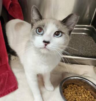 Domestic Short Hair Cats Available for Adoption in Pueblo, Colorado - PAPARAZZI | PetCurious