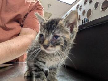 Seattle Mariner -  Domestic Short Hair Cat for Adoption in Cincinnati, Ohio - Seattle Mariner | PetCurious