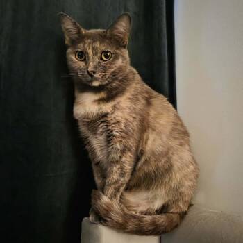 Violet 2 -  Dilute Tortoiseshell Cat for Adoption in Burnaby, British Columbia - Violet 2 | PetCurious