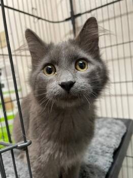 Stormy -  Domestic Medium Hair Cat for Adoption in Hayward, Wisconsin - Stormy | PetCurious
