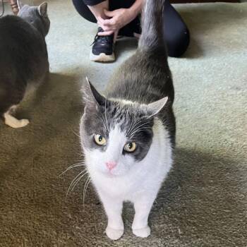 Domestic Short Hair Cats Available for Adoption in Fairfax Station, Virginia - Six Toes | PetCurious