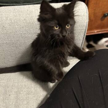 Rescue Domestic Long Hair Cats for Adoption in Buffalo, New York - Barracuda - Under The Sea | PetCurious