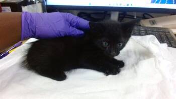 Domestic Short Hair Cats Available for Adoption in Doral, Florida - ANAKIN | PetCurious