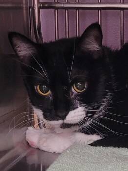 Domestic Short Hair Cats Available for Adoption in Vancouver, Washington - Waffle | PetCurious